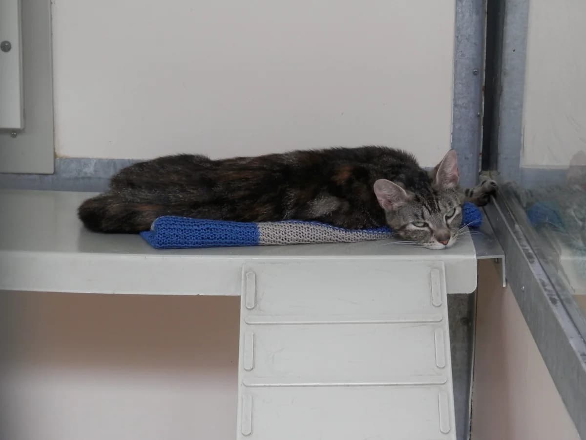 Pixie, female young Mixed Breed for adoption at Leicester Animal Rescue