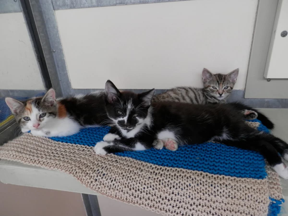 Pixie’s kittens, male puppy mixed breed for adoption at Leicester Animal Rescue