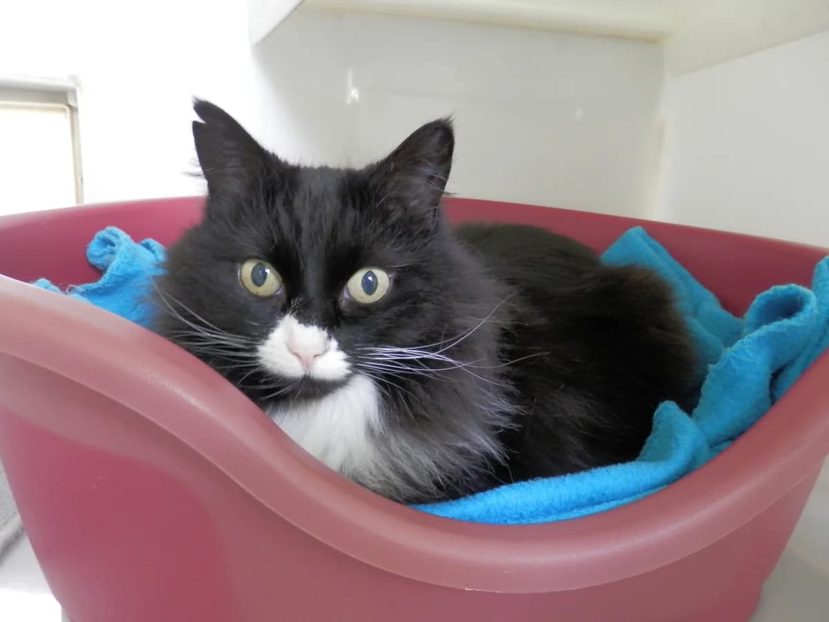 Rosie, female 6yo Mixed Breed for adoption at Leicester Animal Rescue