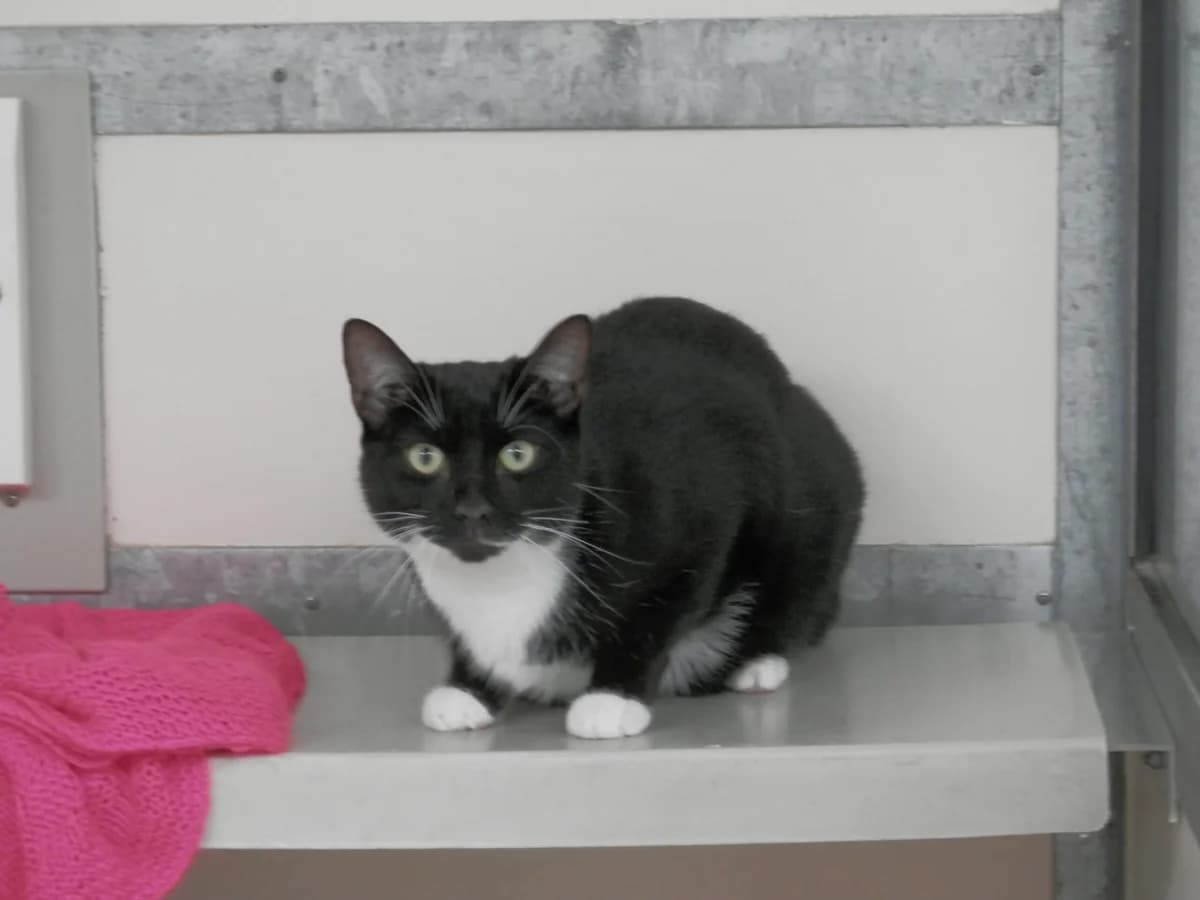 Slim Shady, male young Mixed Breed for adoption at Leicester Animal Rescue