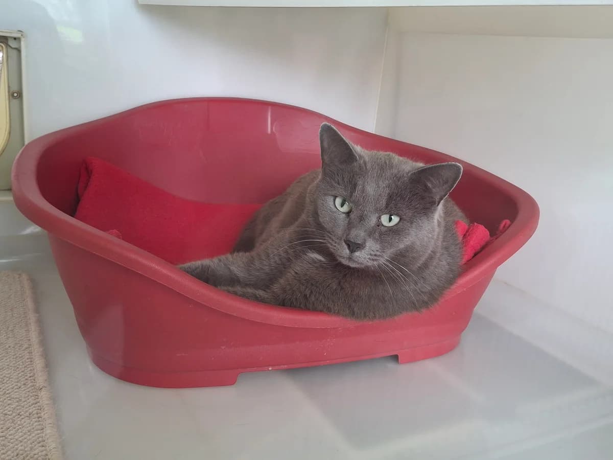 Smokey, male 5yo Mixed Breed for adoption at Leicester Animal Rescue