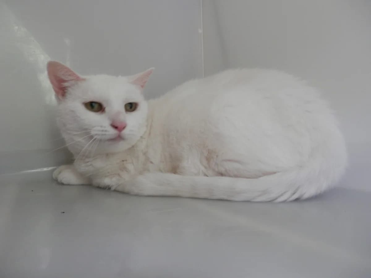 Snowy, female senior Mixed Breed for adoption at Leicester Animal Rescue