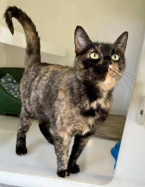 Solara, female young Mixed Breed for adoption at Leicester Animal Rescue