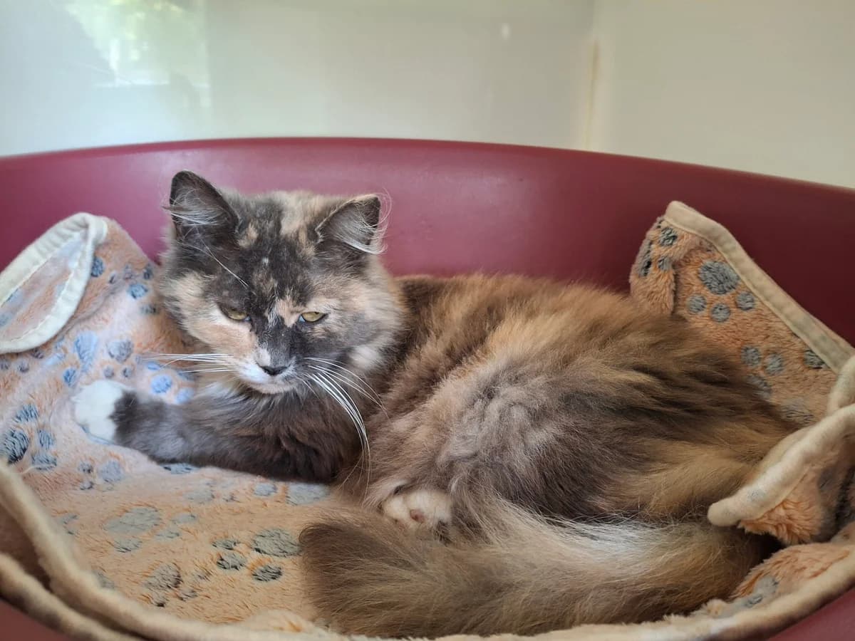 Spice, female senior Mixed Breed for adoption at Leicester Animal Rescue