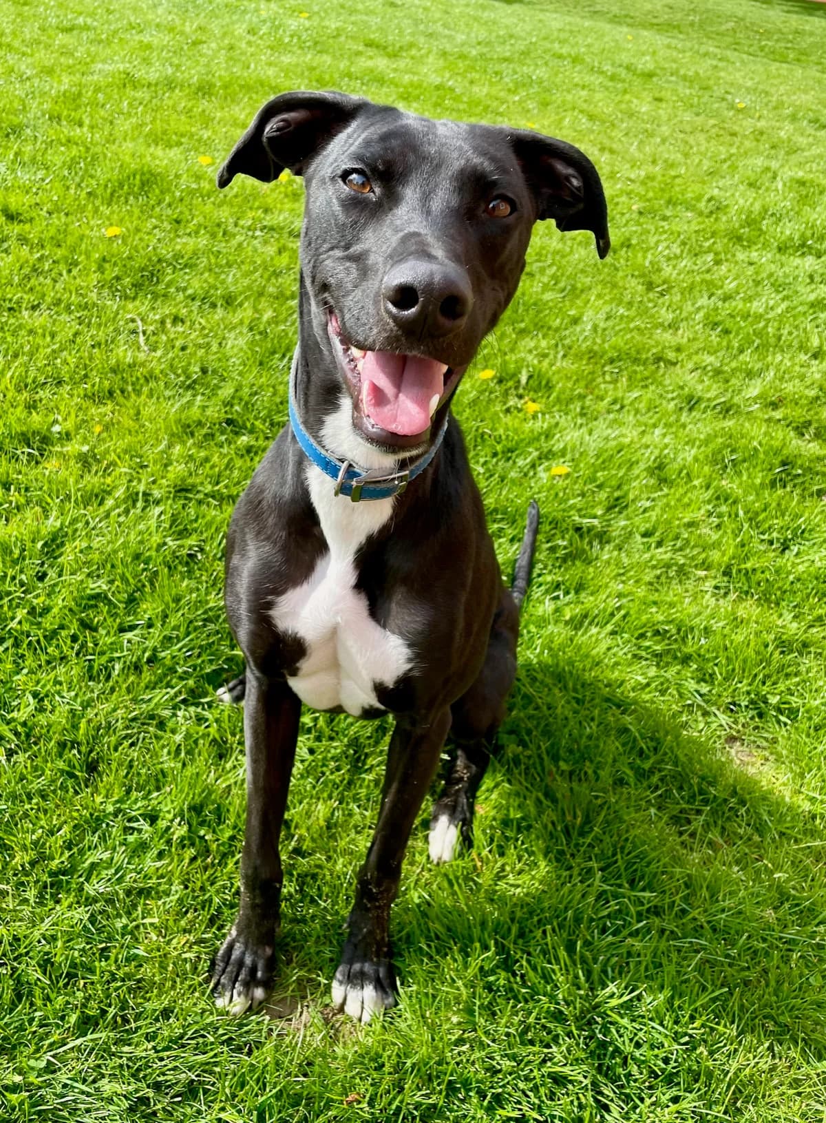 Stanley, male young Mixed Breed for adoption at Leicester Animal Rescue