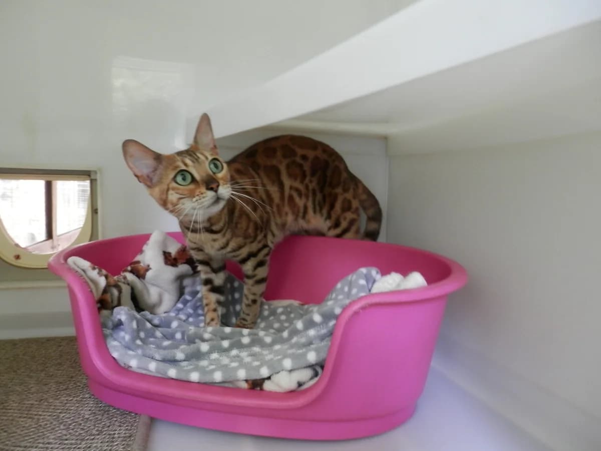 Star, female young Mixed Breed for adoption at Leicester Animal Rescue