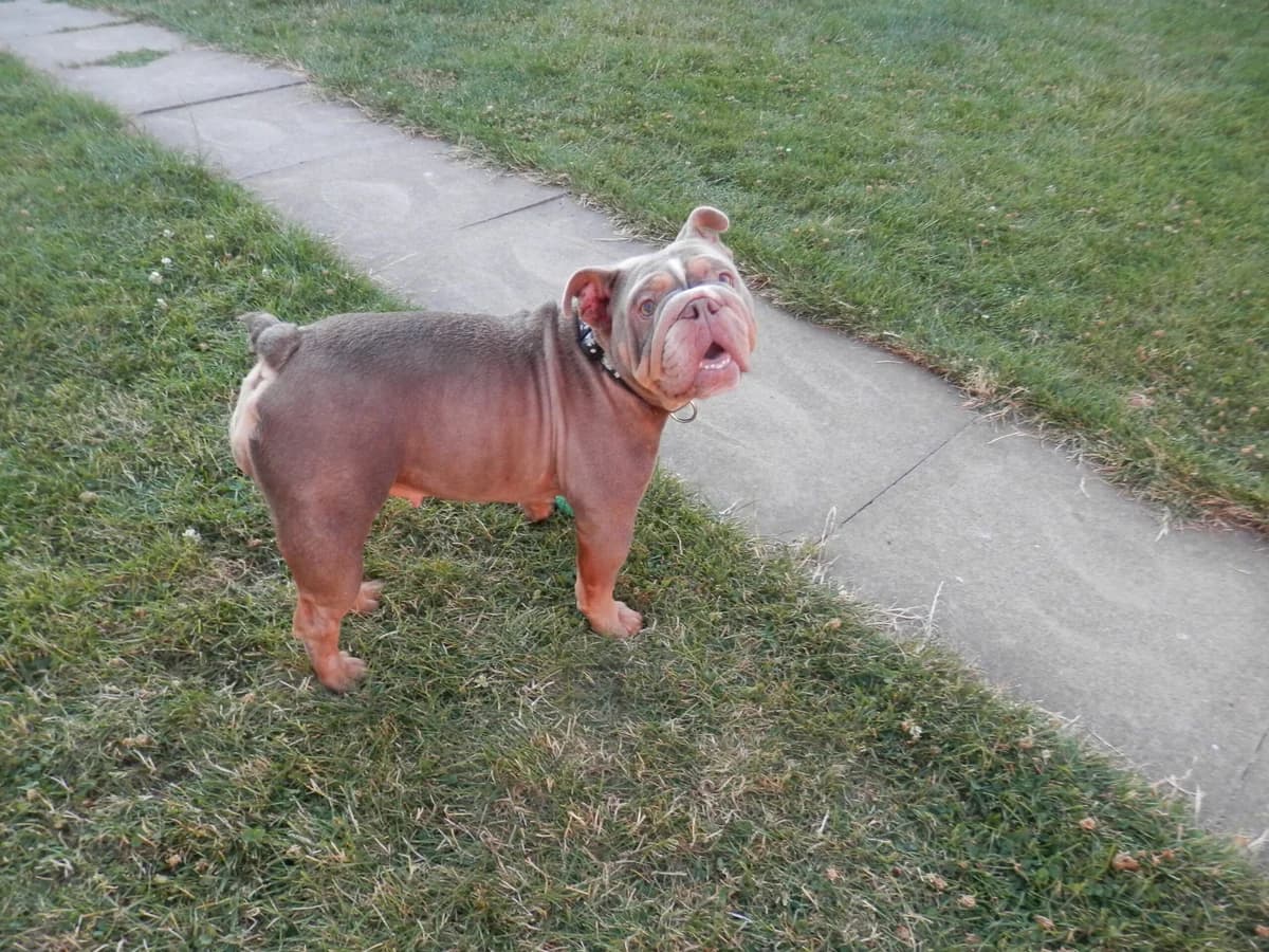 Stella, female 3yo English Bulldog for adoption at Leicester Animal Rescue