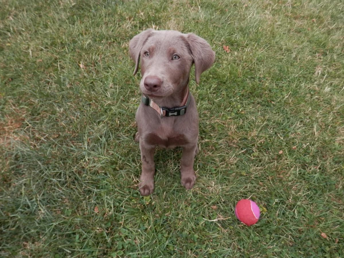 Trixie, female puppy Labrador Retriever for adoption at Leicester Animal Rescue