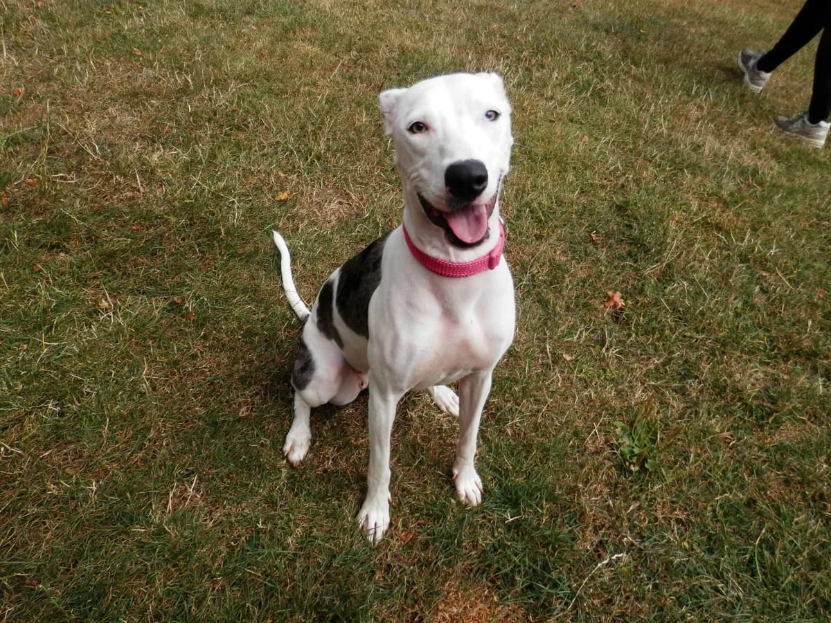 Wanda, female young Mixed Breed for adoption at Leicester Animal Rescue