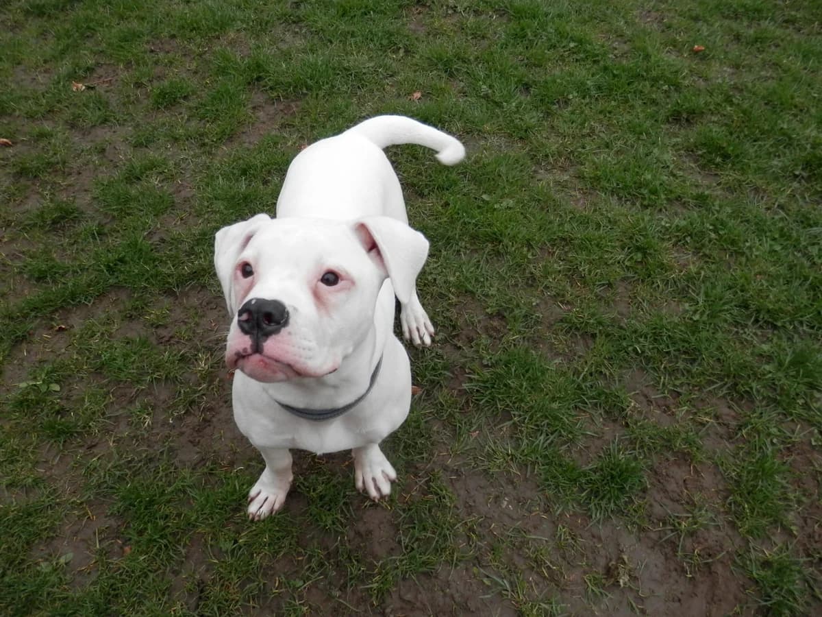 Winter Rose, female puppy English Bulldog for adoption at Leicester Animal Rescue