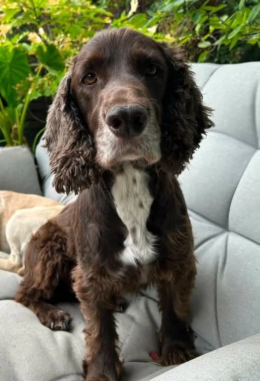 Charlie, 7yo Mixed Breed for adoption at Linbee Dog Rehoming