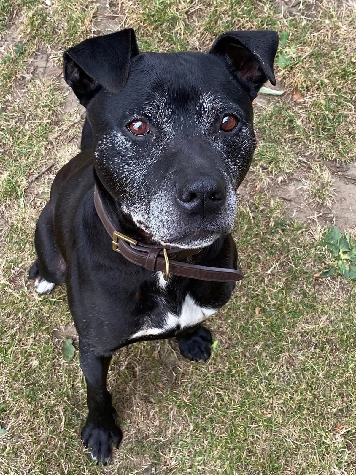 Kings, senior Mixed Breed for adoption at Linbee Dog Rehoming