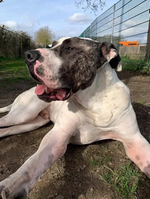 Oliver, 7yo Mixed Breed for adoption at Linbee Dog Rehoming