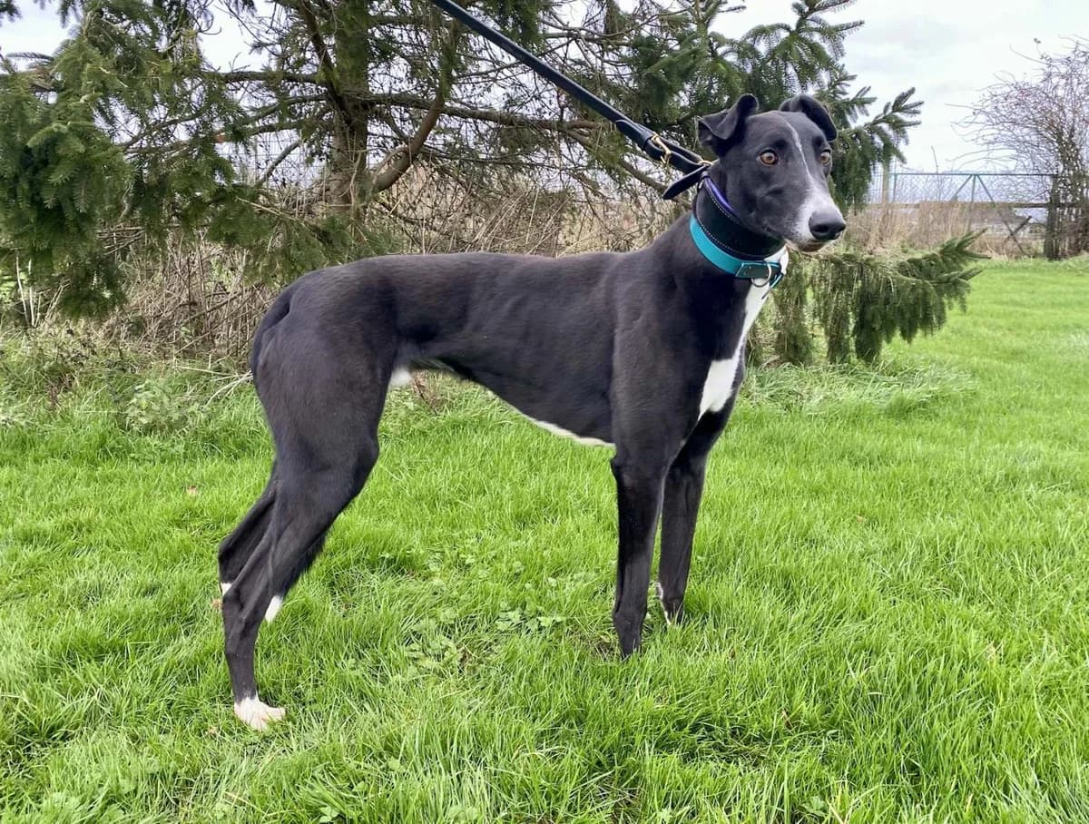Atlas, puppy Greyhound for adoption at Lincolnshire Greyhound Trust