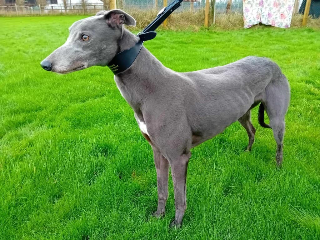 Blue, 7yo Greyhound for adoption at Lincolnshire Greyhound Trust