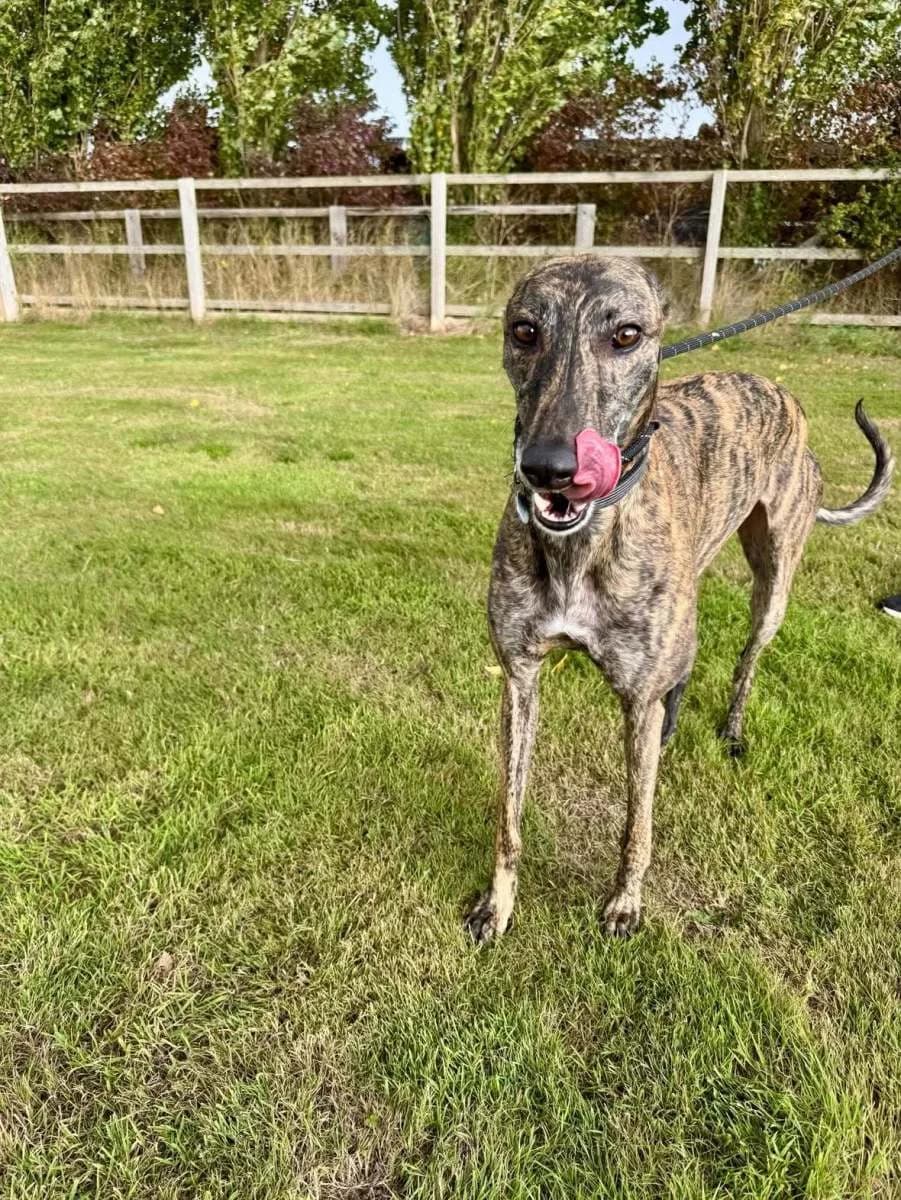 Jax, 3yo Greyhound for adoption at Lincolnshire Greyhound Trust