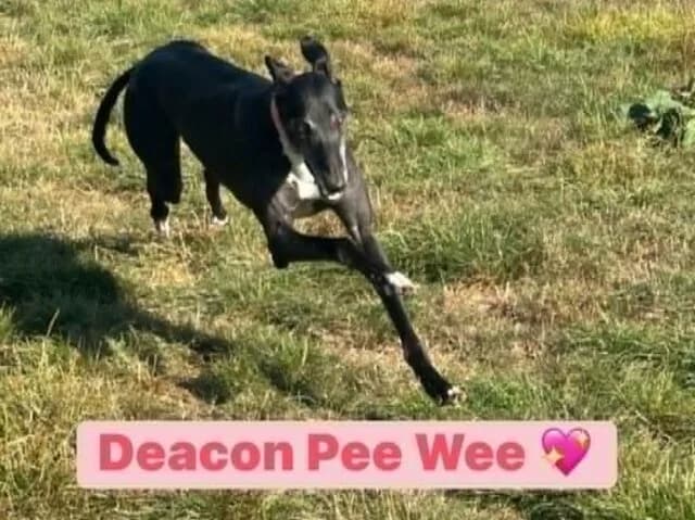 Pee Wee, 5yo Greyhound for adoption at Lincolnshire Greyhound Trust