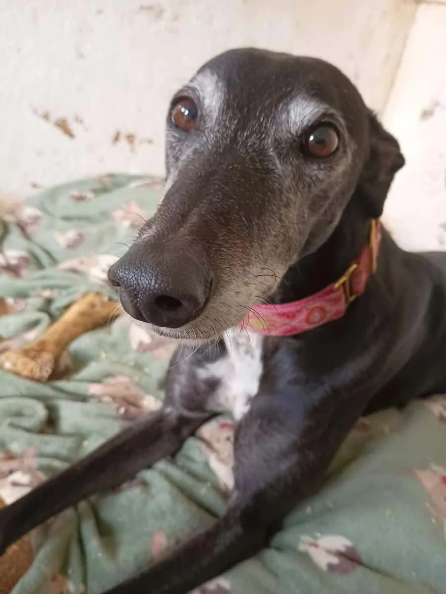 Pee Wee, 5yo Greyhound for adoption at Lincolnshire Greyhound Trust