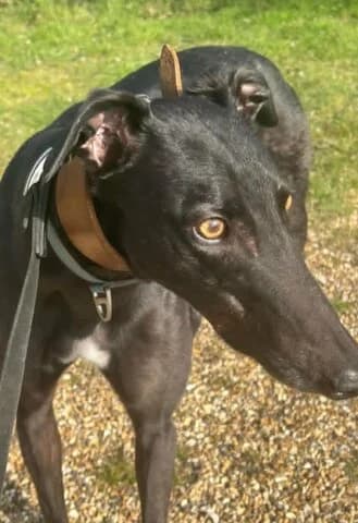 Tommy the second, puppy Greyhound for adoption at Lincolnshire Greyhound Trust