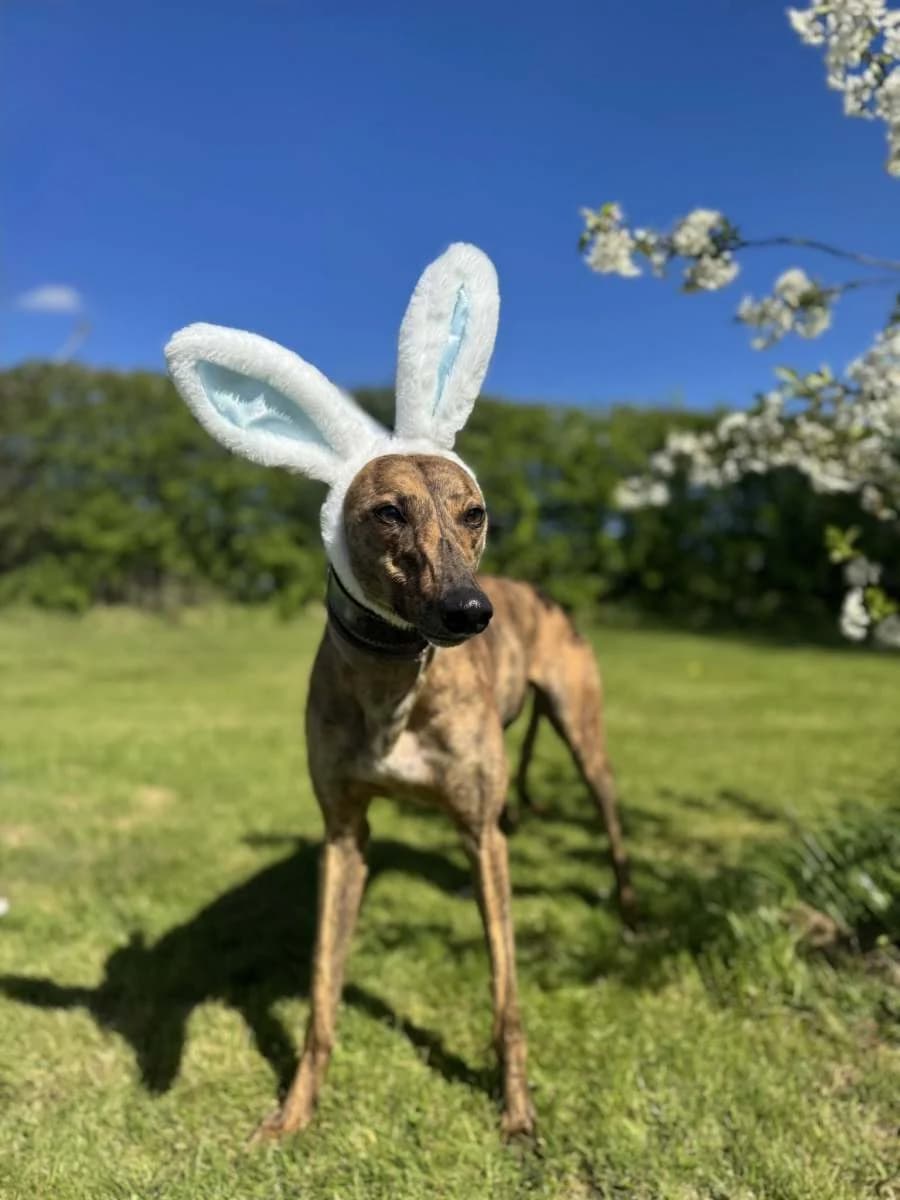 Winnie, senior Greyhound for adoption at Lincolnshire Greyhound Trust