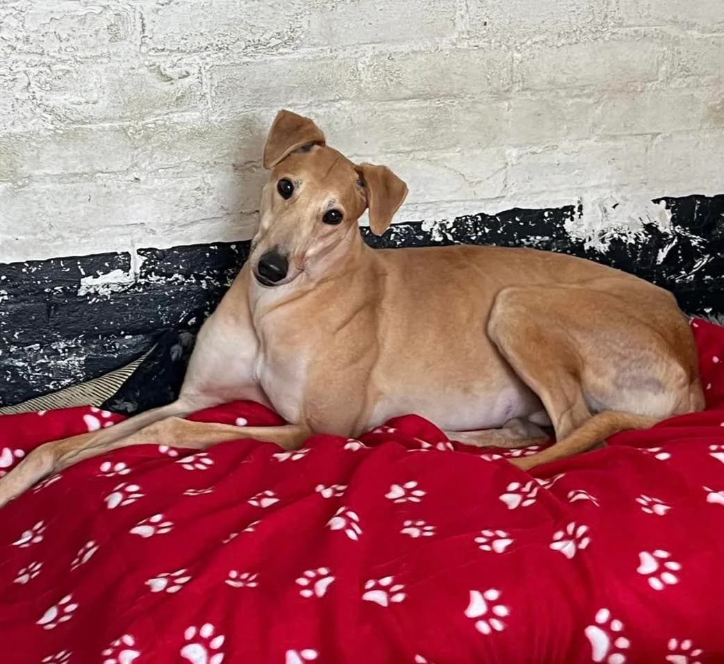 JOHNNY, 4yo Greyhound for adoption at Lincolnshire Greyhound Trust