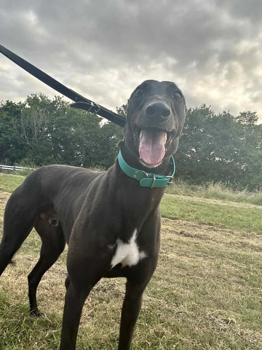 TANNER, 4yo Greyhound for adoption at Lincolnshire Greyhound Trust