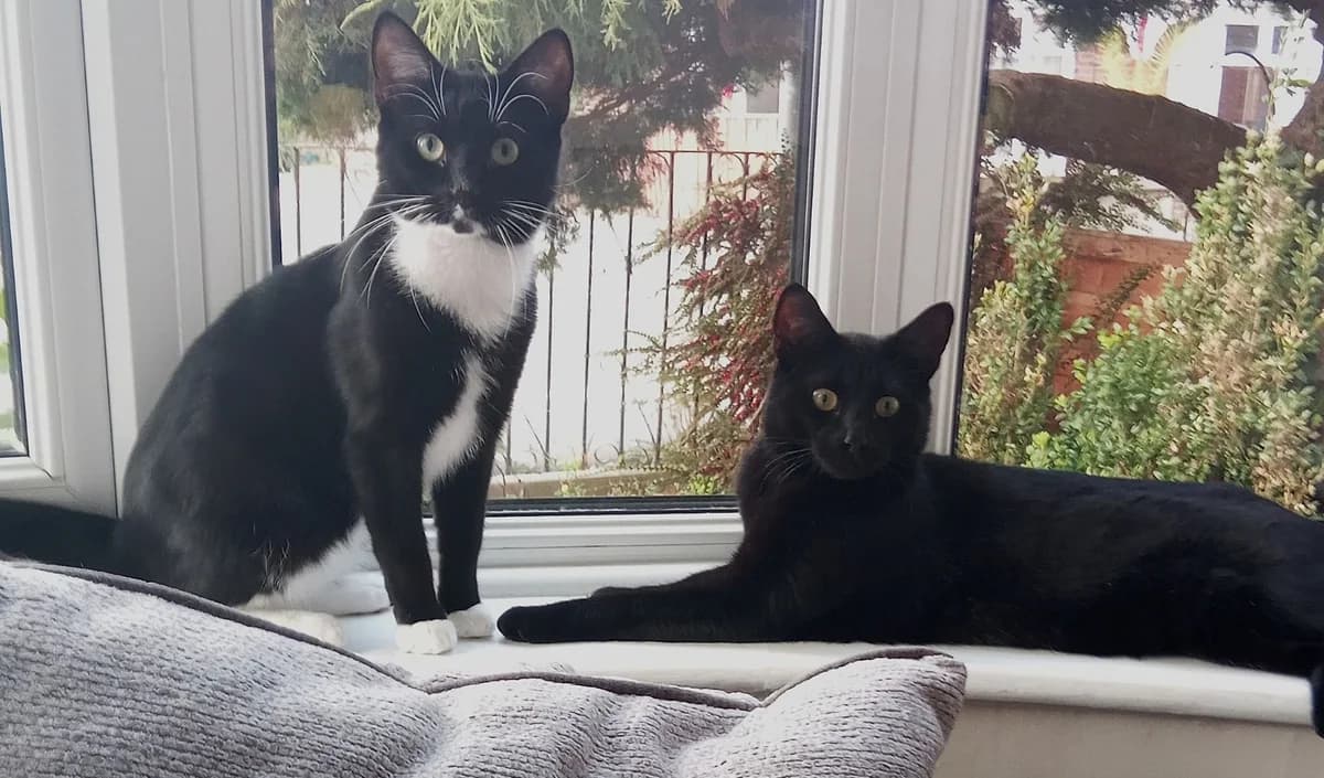 Lenny & Moses, male young Mixed Breed for adoption at Lincs Ark Animal Welfare