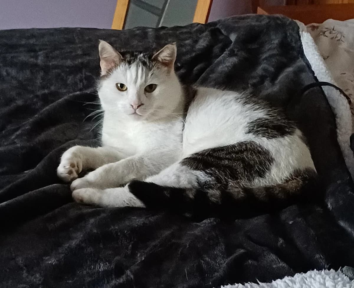 Loki, male 3yo Mixed Breed for adoption at Lincs Ark Animal Welfare