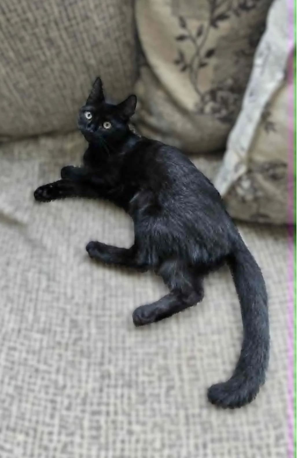 Mr Binx - RESERVED, male 5yo Mixed Breed for adoption at Lincs Ark Animal Welfare