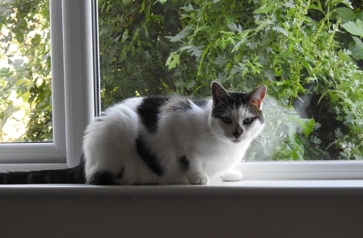 Sosij, female 6yo Mixed Breed for adoption at Lincs Ark Animal Welfare