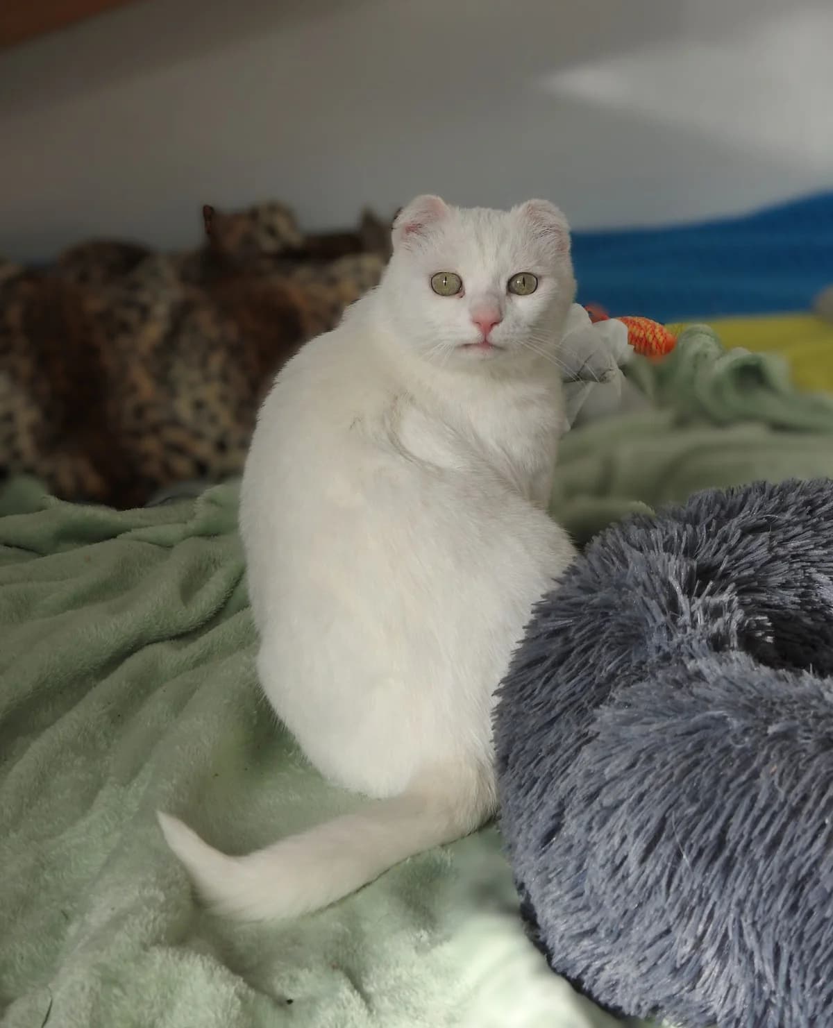 Button, male senior Mixed Breed for adoption at Lincs Ark Animal Welfare