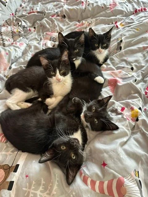 The Felix Family, 5yo Mixed Breed for adoption at Lincs Ark Animal Welfare