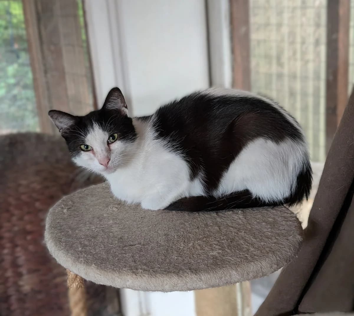 Spook, female senior Mixed Breed for adoption at Lincs Ark Animal Welfare