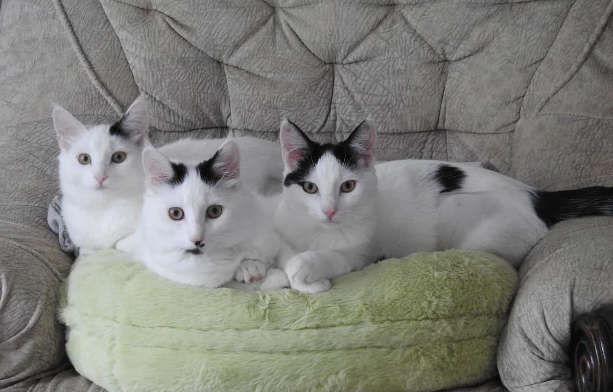 Ava, Charlotte & Danielle, female senior Mixed Breed for adoption at Lincs Ark Animal Welfare