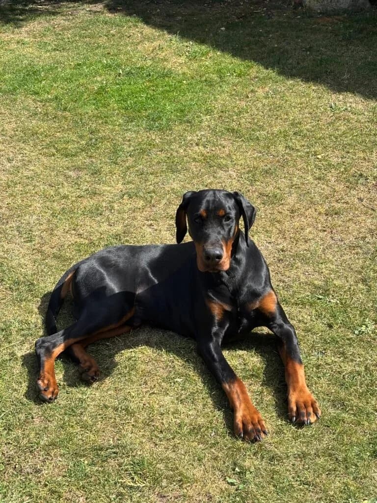 Eric, male puppy Doberman for adoption at Lincs Dobermann Rescue