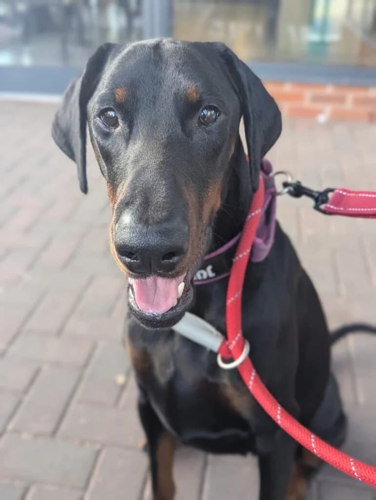 Baby Blue, female Doberman for adoption at Lincs Dobermann Rescue