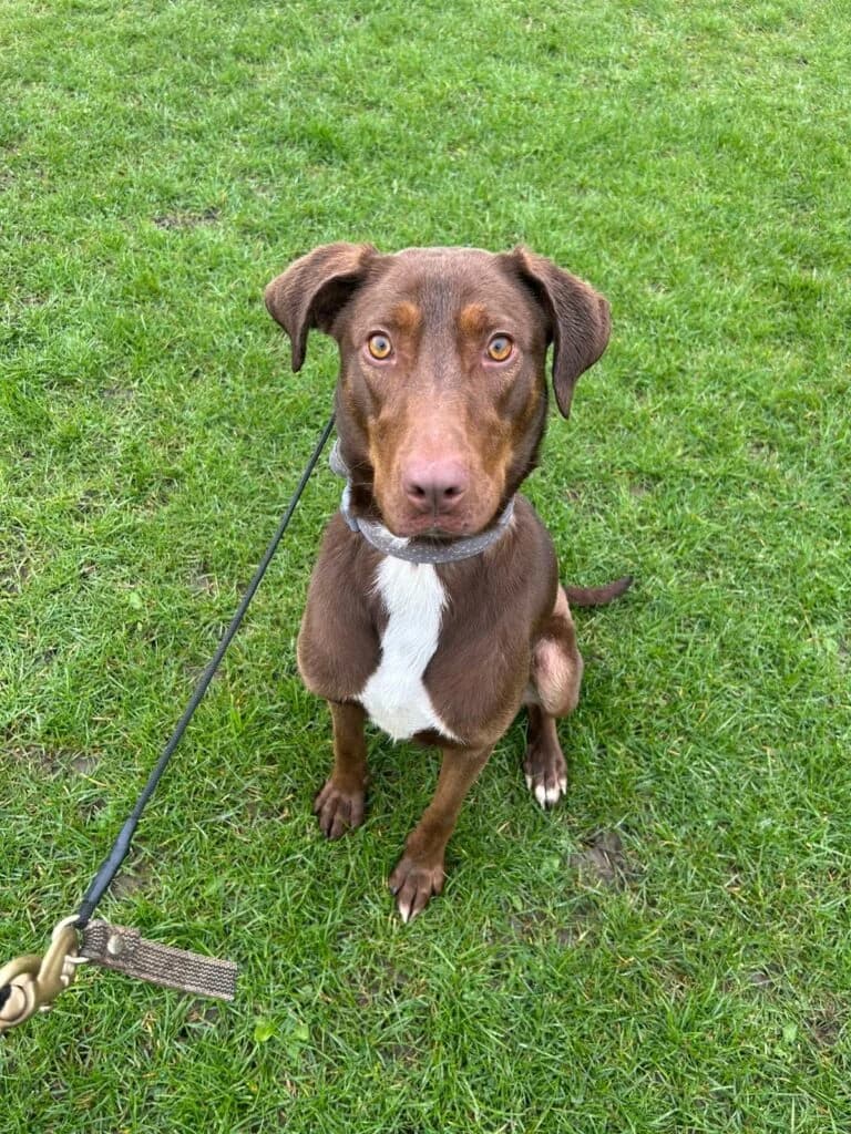 Dory, female senior Doberman for adoption at Lincs Dobermann Rescue