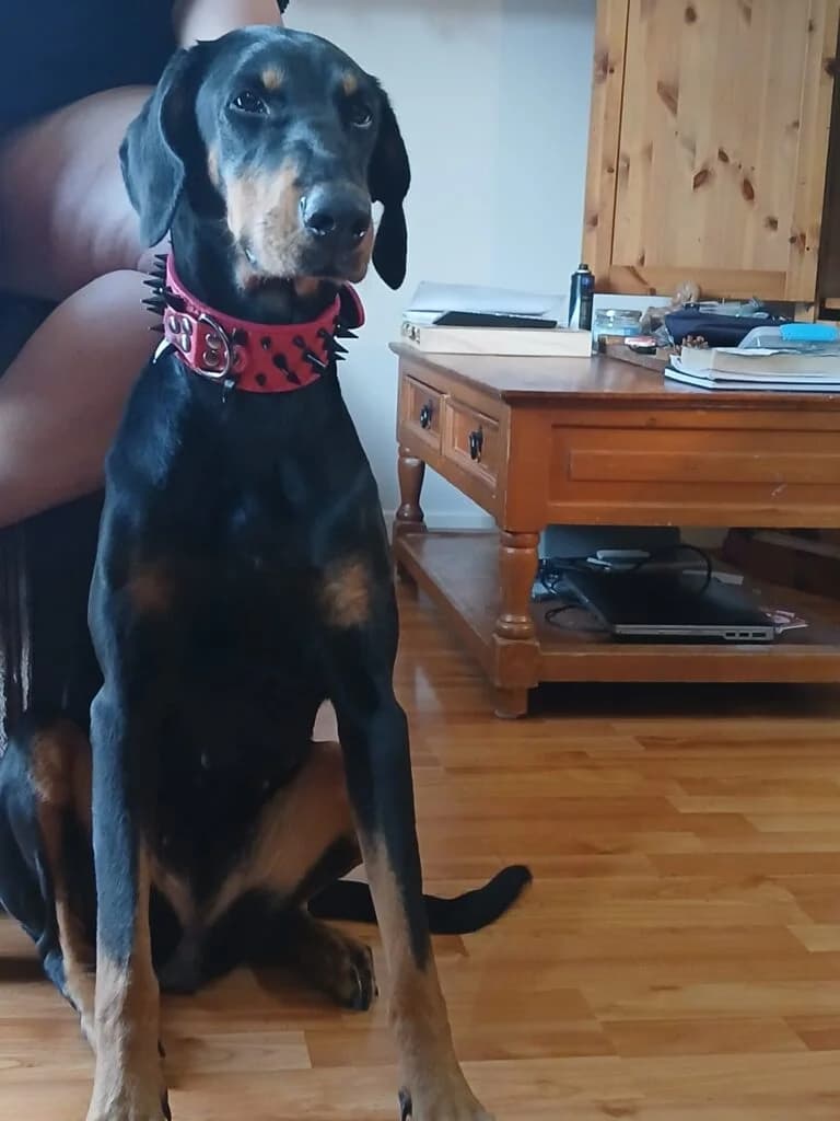 Mazikeen, female 3yo Doberman for adoption at Lincs Dobermann Rescue