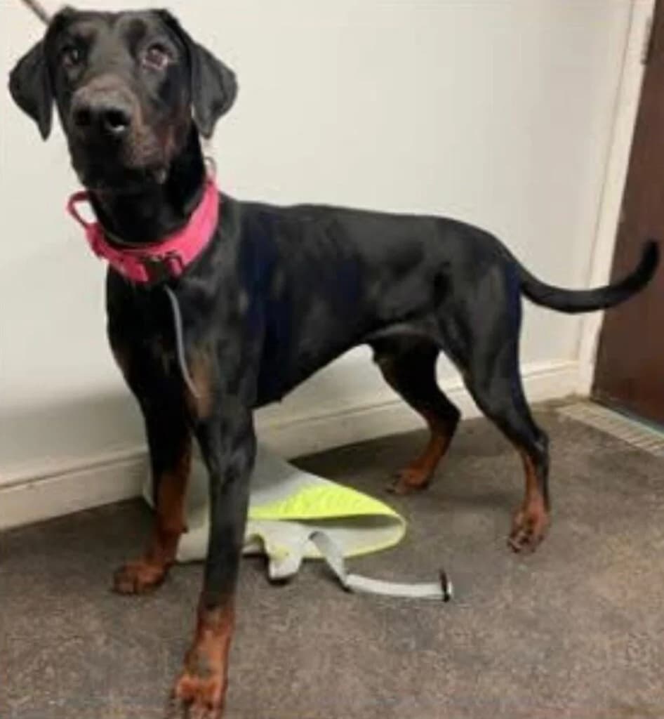 Knox, 3yo Doberman for adoption at Lincs Dobermann Rescue