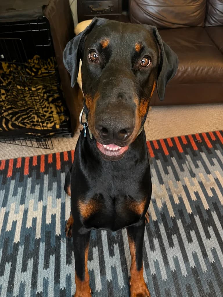 Jax in Foster, male Doberman for adoption at Lincs Dobermann Rescue
