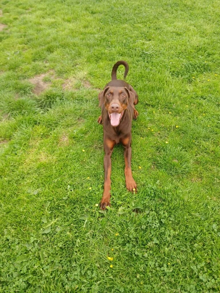 Ruby, 3yo Doberman for adoption at Lincs Dobermann Rescue