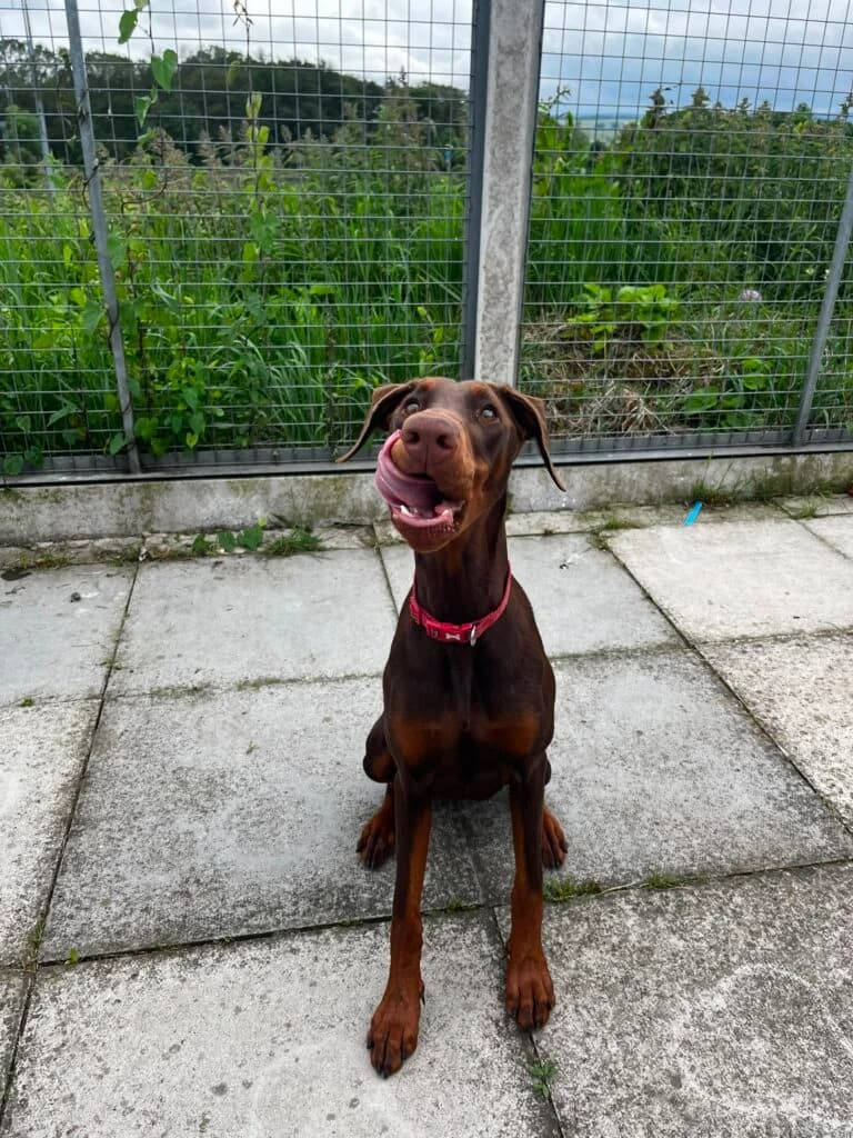 Luna, Doberman for adoption at Lincs Dobermann Rescue