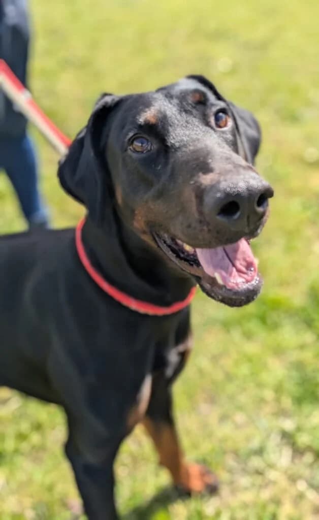 Knox, male Doberman for adoption at Lincs Dobermann Rescue
