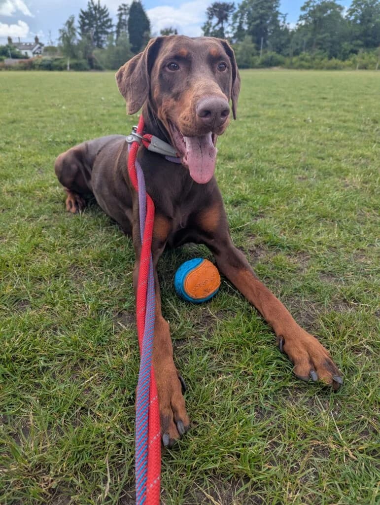 Ruby, female Doberman for adoption at Lincs Dobermann Rescue