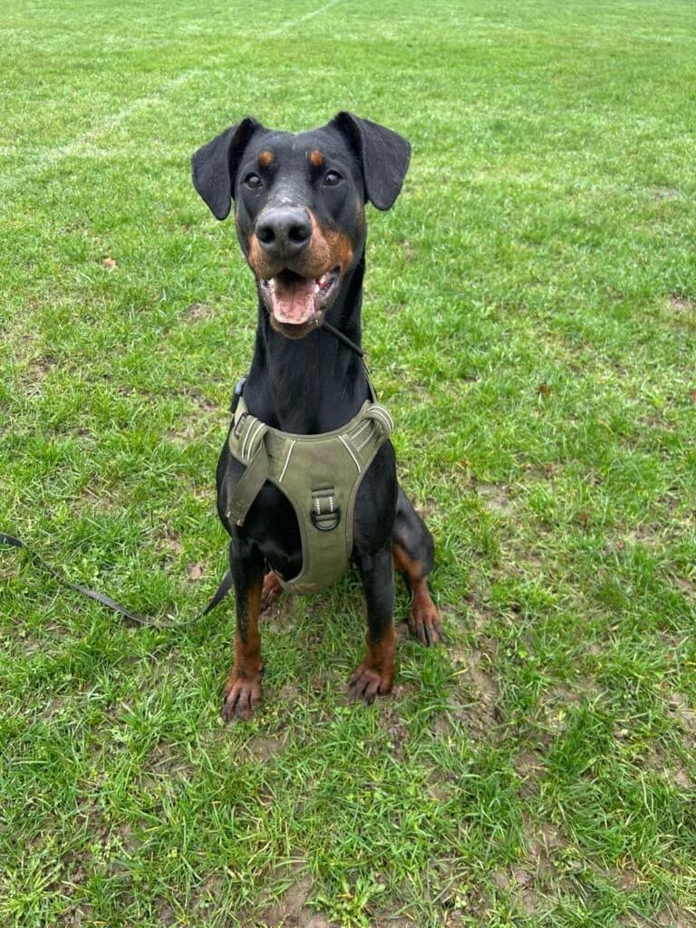 Sophie, female young Doberman for adoption at Lincs Dobermann Rescue