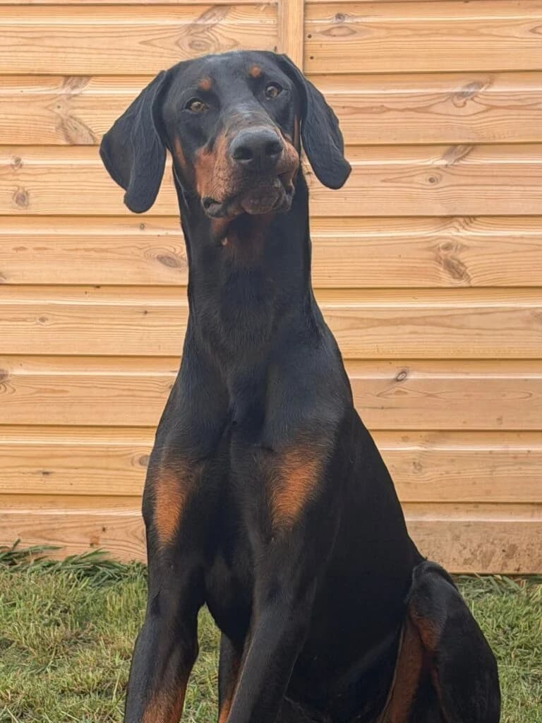 Knox, male Doberman for adoption at Lincs Dobermann Rescue