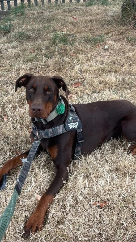 Woody, male Doberman for adoption at Lincs Dobermann Rescue