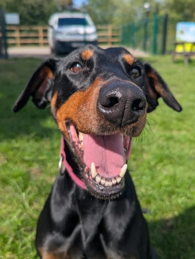 Heidi, female Doberman for adoption at Lincs Dobermann Rescue