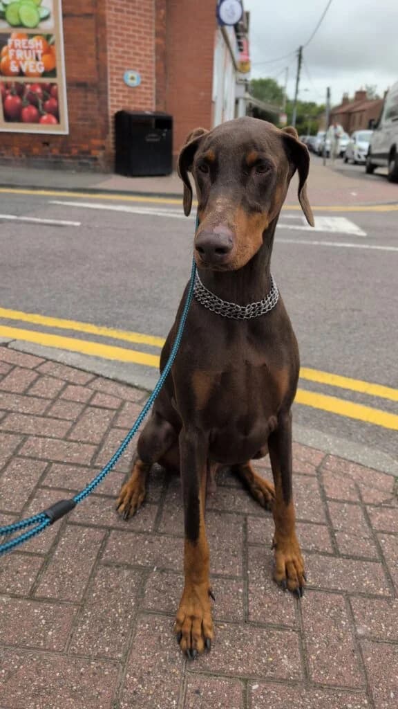 Dio, male Doberman for adoption at Lincs Dobermann Rescue