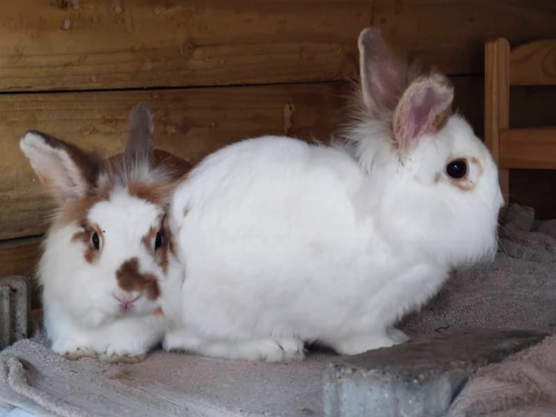 Pud and Pie, female mixed breed for adoption at Little Furries Rabbit Rescue